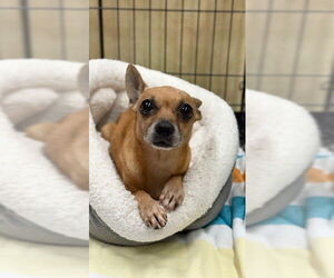 Chihuahua Dogs for adoption in Sugar Land, TX, USA