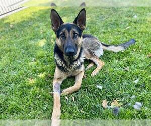German Shepherd Dog Dogs for adoption in Riverside, CA, USA