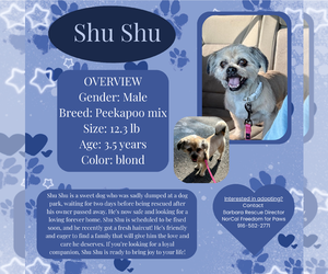 Peke-A-Poo Dogs for adoption in Rancho Cordova, CA, USA