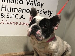 French Bulldog Dogs for adoption in pomona, CA, USA