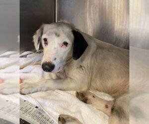 Mutt Dogs for adoption in San Antonio, TX, USA