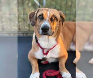 Welsh Cardigan Corgi Dogs for adoption in Visalia, CA, USA