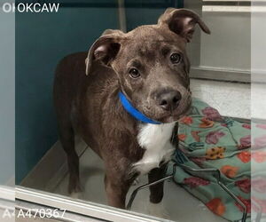 Mutt Dogs for adoption in Oklahoma City, OK, USA