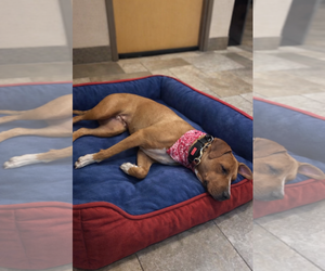 Mutt Dogs for adoption in Mt. Laurel, NJ, USA