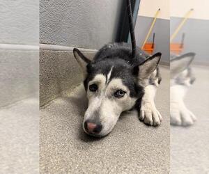 Siberian Husky-Unknown Mix Dogs for adoption in Las Vegas, NV, USA