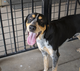 Bluetick Coonhound Dogs for adoption in Plano, TX, USA