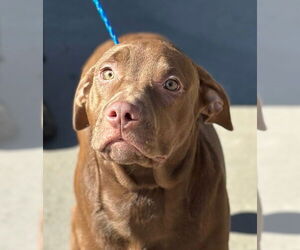 Labrador Retriever-Unknown Mix Dogs for adoption in Canton, CT, USA