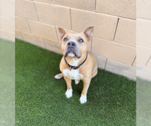 American Bandogge mastiff Dogs for adoption in Chandler, AZ, USA