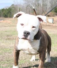 Medium Photo #1 Olde Bulldog Puppy For Sale in Decatur, GA, USA