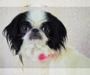 Medium Photo #1 Japanese Chin Puppy For Sale in Bon Carbo, CO, USA