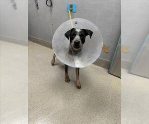 Mutt Dogs for adoption in Las Vegas, NV, USA