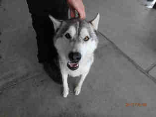Medium Photo #1 Siberian Husky-Unknown Mix Puppy For Sale in Oroville, CA, USA