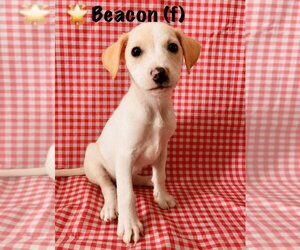 Jack Russell Terrier-Labrador Retriever Mix Dogs for adoption in Aurora, IN, USA