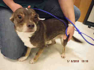 Chihuahua Dogs for adoption in Oroville, CA, USA