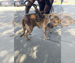 American Bulldog Dogs for adoption in Stockton, CA, USA