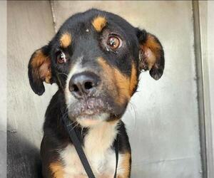 Mutt Dogs for adoption in San Antonio, TX, USA