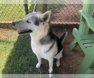 Siberian Husky Dogs for adoption in Grovetown, GA, USA