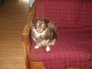 Medium Photo #1 Chiranian Puppy For Sale in Fultonham, NY, USA