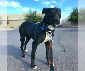 Staffordshire Bull Terrier-Unknown Mix Dogs for adoption in Tempe, AZ, USA