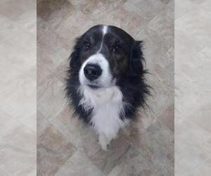 Border Collie-Unknown Mix Dogs for adoption in Forest, VA, USA