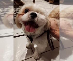 Shih Tzu Dogs for adoption in Olalla, WA, USA