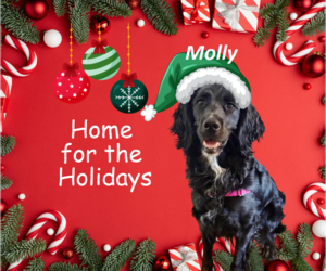 English Springer Spaniel-Unknown Mix Dogs for adoption in Rootstown, OH, USA