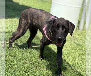 Labrador Retriever-Unknown Mix Dogs for adoption in Virginia Beach, VA, USA