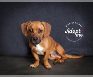 Bagle Hound Dogs for adoption in Salt Lake City, UT, USA