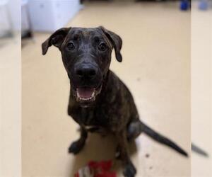 Holland Shepherd-Unknown Mix Dogs for adoption in Chula Vista, CA, USA
