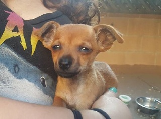 Medium Photo #1 Chiweenie Puppy For Sale in Burbank, CA, USA