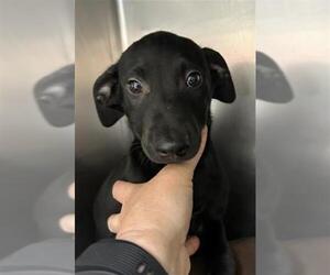 Labrador Retriever-Unknown Mix Dogs for adoption in Visalia, CA, USA