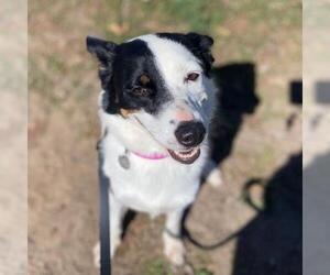 Mutt Dogs for adoption in Aurora, CO, USA