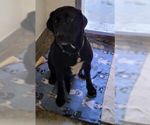 Labrador Retriever-Unknown Mix Dogs for adoption in Jackson, CA, USA