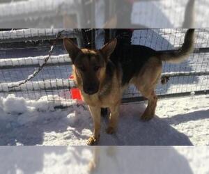 German Shepherd Dog Dogs for adoption in North Creek, NY, USA