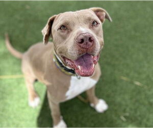 American Pit Bull Terrier-Unknown Mix Dogs for adoption in Las Vegas, NV, USA