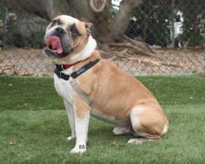 American Bulldog Dogs for adoption in Santa Barbara, CA, USA