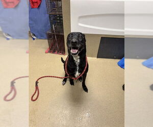 Labrador Retriever-Unknown Mix Dogs for adoption in Easton, MD, USA