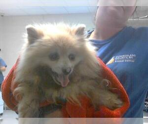 Pomeranian Dogs for adoption in Fayetteville, NC, USA