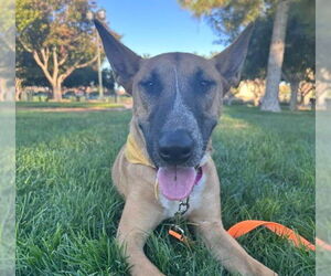 Bull Terrier-Unknown Mix Dogs for adoption in Las Vegas, NV, USA