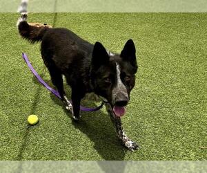 German Shepherd Dog-Unknown Mix Dogs for adoption in Las Vegas, NV, USA