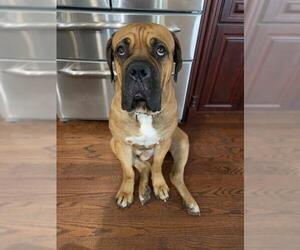 Mastiff Dogs for adoption in Rowayton, CT, USA