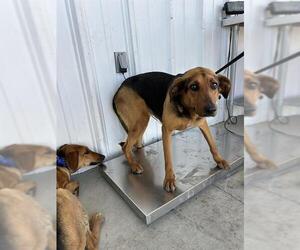 Doberman Pinscher Dogs for adoption in Bakersfield, CA, USA
