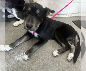 German Shepherd Dog-Siberian Husky Mix Dogs for adoption in San Bernardino, CA, USA