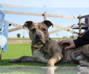 Mutt Dogs for adoption in Chestertown, MD, USA