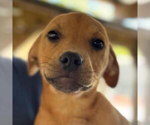 Basset Hound-Unknown Mix Dogs for adoption in Yardley, PA, USA