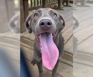 Labmaraner Dogs for adoption in Wetumpka, AL, USA