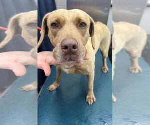 Labrador Retriever-Unknown Mix Dogs for adoption in Mobile, AL, USA