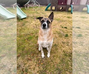 Mutt Dogs for adoption in Chandler, AZ, USA