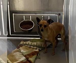 Chihuahua Dogs for adoption in Modesto, CA, USA