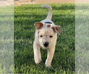 Mutt Dogs for adoption in San Luis Rey, CA, USA